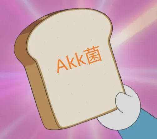 AKK菌：一种独特的益生菌，如何守护肠道健康与促进长寿？