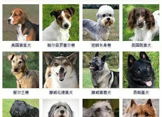 选择养狗的首选品种（8种经济实惠又迷人的狗狗）