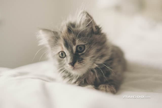 金吉拉猫：源自英国的波斯猫改良品种，以其独特外观和温顺性格而闻名