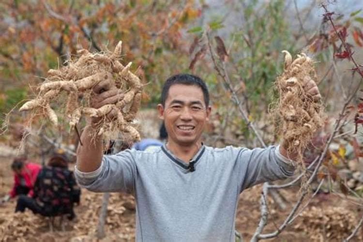 黄精种植：掌握关键栽培技术，收获健康与财富
