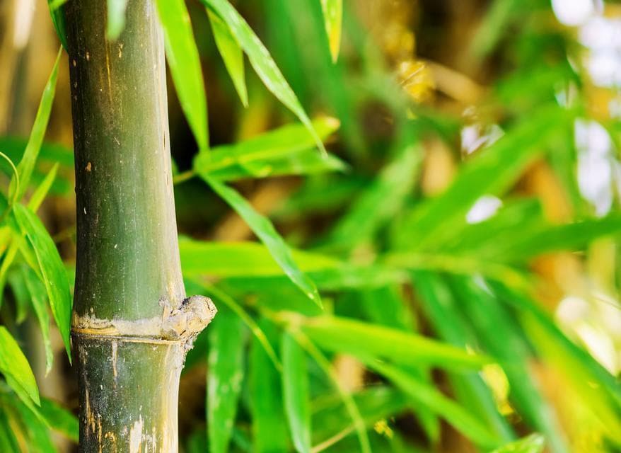 卧室添绿好选择（15种适合卧室的植物，让你的睡眠更健康）