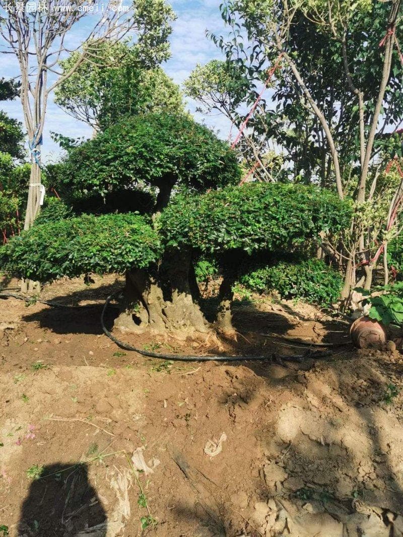 对节白蜡什么时候嫁接？