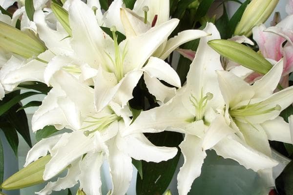 春季百合花的种植和养殖方法