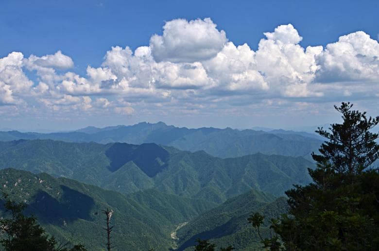 “秦岭植物调查”公众科学计划项目志愿者招募