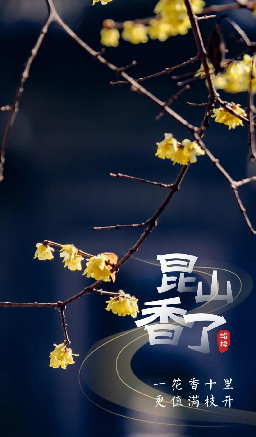 “蜡梅”进入盛花期！附昆山赏梅地点→