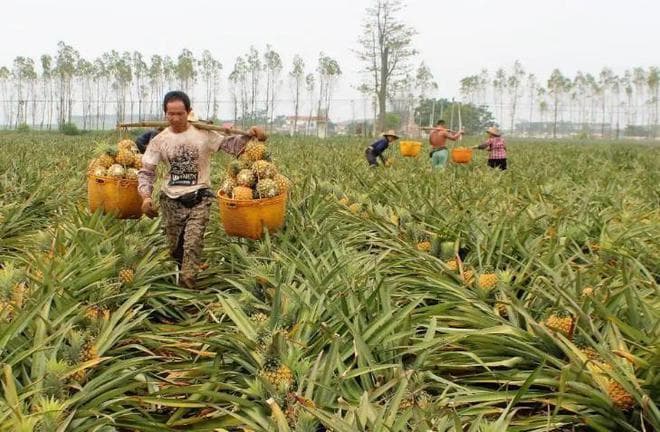全国哪的菠萝最好吃，经过评比，这5个地方比较出名，有你家乡吗