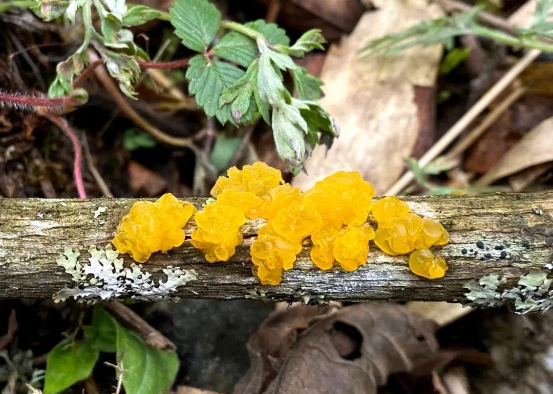 金耳、桂花耳：两种珍贵食用菌的科普