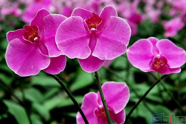 蝴蝶兰：被誉为“洋兰王后”的热带兰花
