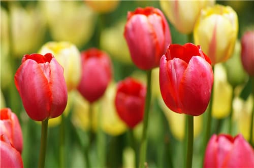 郁金香花期，郁金香花期是几月