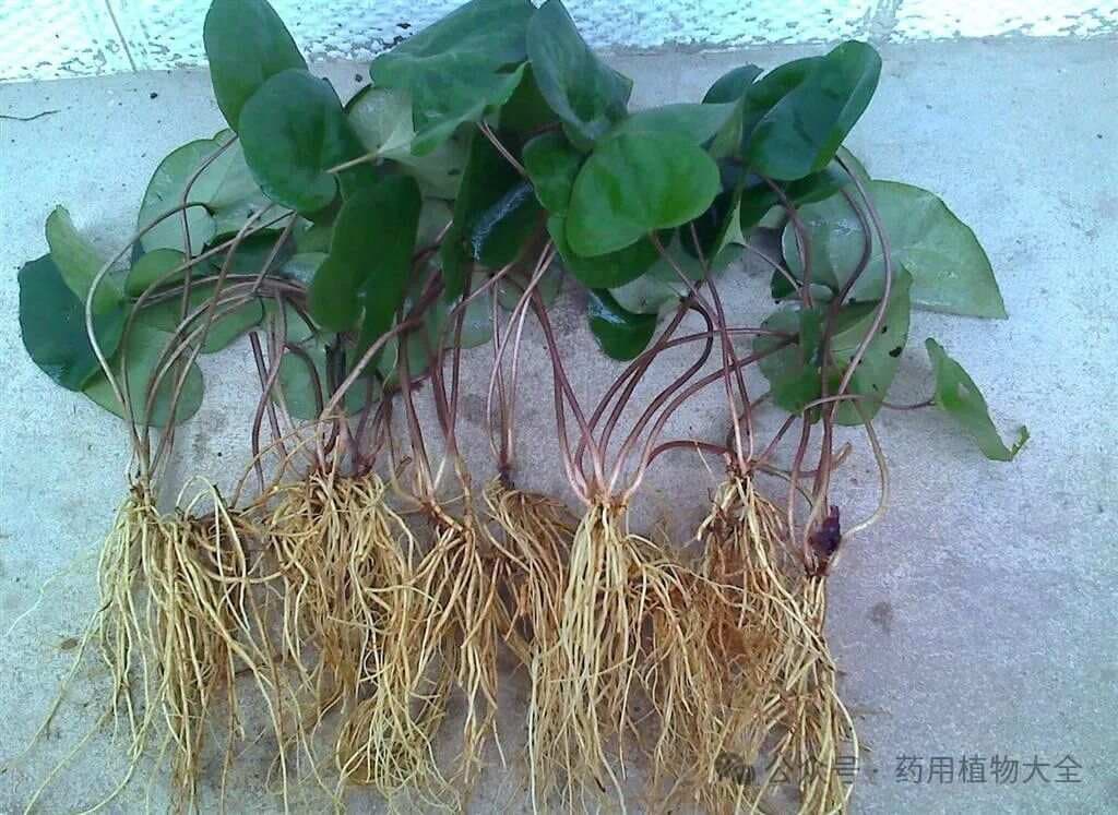 药用植物细辛：从植物学特征到药理作用的全面解析