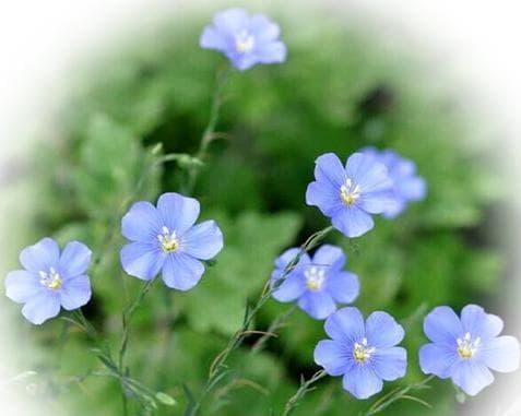 蓝花亚麻的生命周期：从种植到养护的全面指南