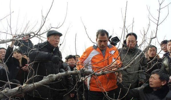 苹果树冬季修剪技术要点：从“三不剪”到省工简化修剪法