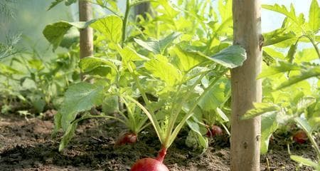 萝卜的土壤适应性剖析（萝卜种植的土壤条件、地理区域和生长环境）
