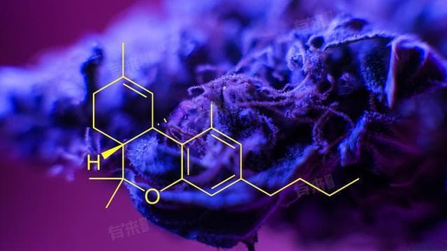 什么是内啡肽？这种大脑自产的“快乐激素”如何影响我们的身心健康