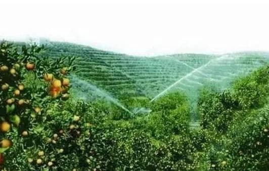 柑橘一年中最需水的4个时期，你浇上了吗？