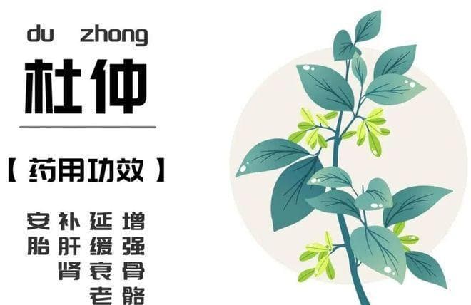 食药同源之杜仲