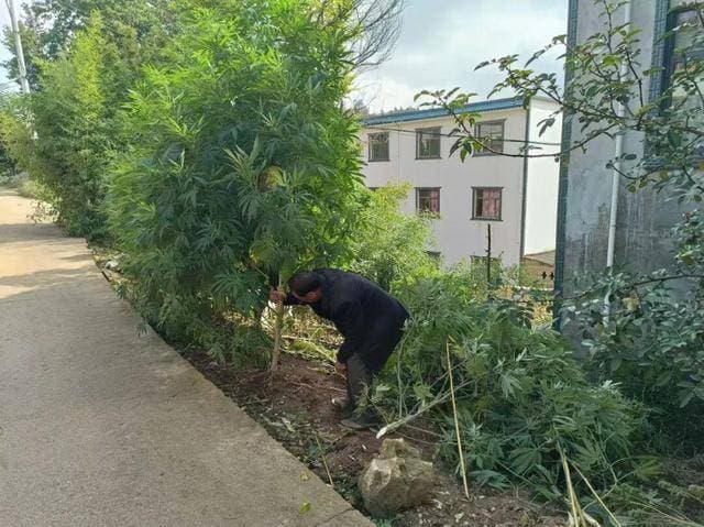 警方铲除25株野生大麻，这些禁毒知识你需要知道
