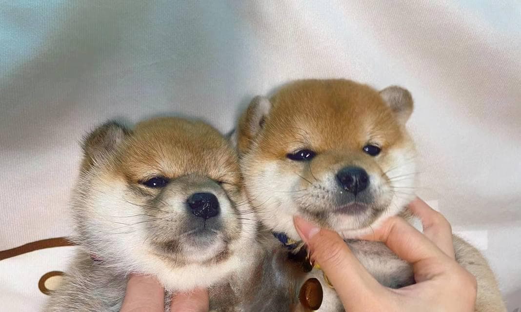 柴犬的饮食习惯与喂养方法（了解柴犬的饮食需求，保持它的健康与活力）