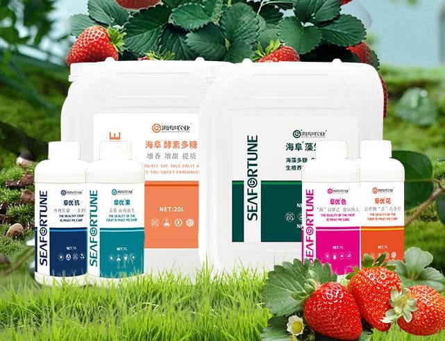 草莓施肥用什么肥料好 选择正确的肥料至关重要