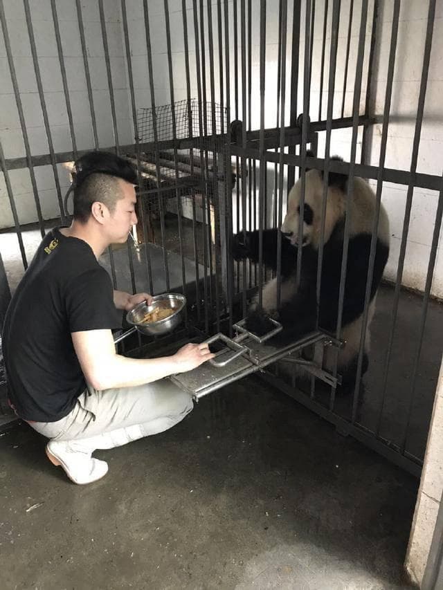你不知道的冷知识｜大熊猫的行为训练
