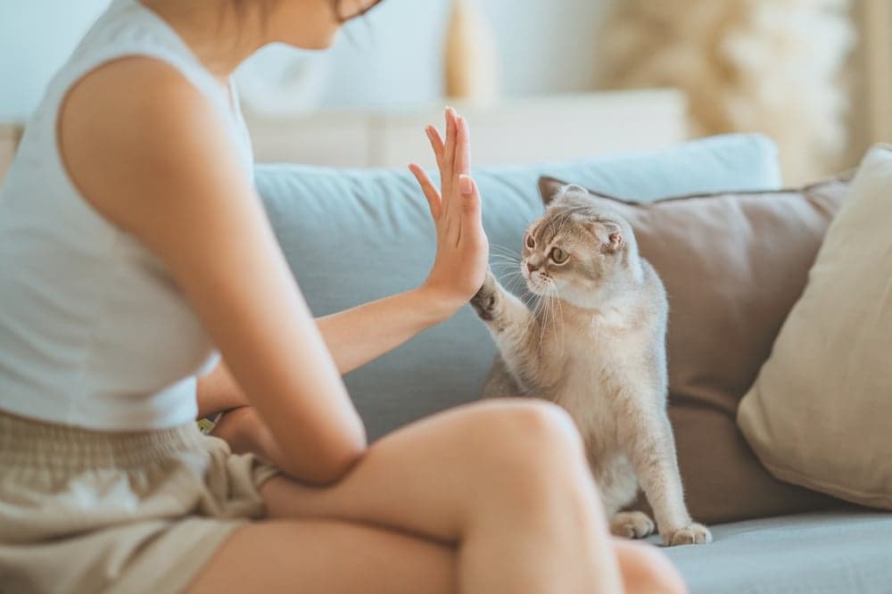 苏格兰折耳猫饲养全指南｜认识折耳猫高颜值背后的基因缺陷