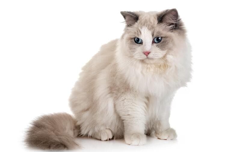 布偶猫如何喂养，布偶猫喂养注意事项