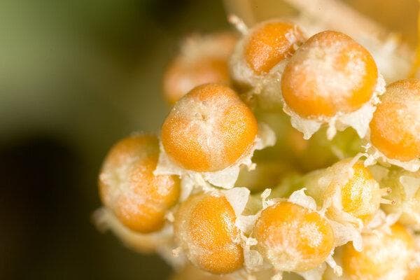 胰岛果的功效和作用