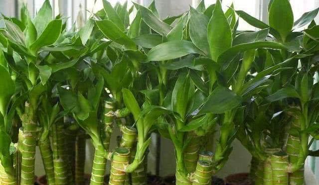 富贵竹种植（探讨富贵竹的不同种植方式及其优劣势）