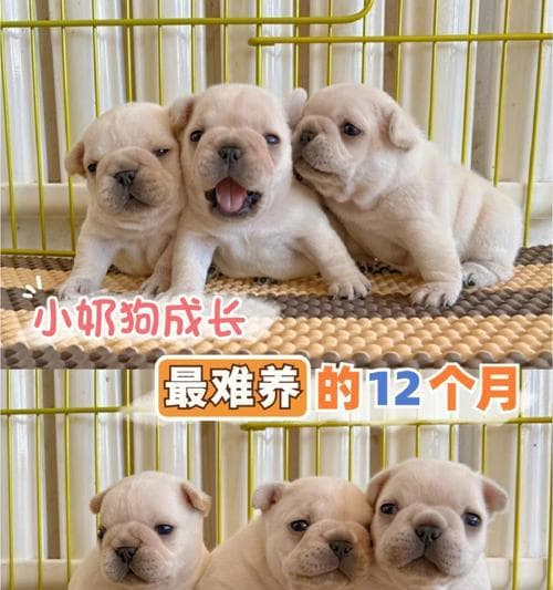 新生狗狗的饮食需求与禁忌