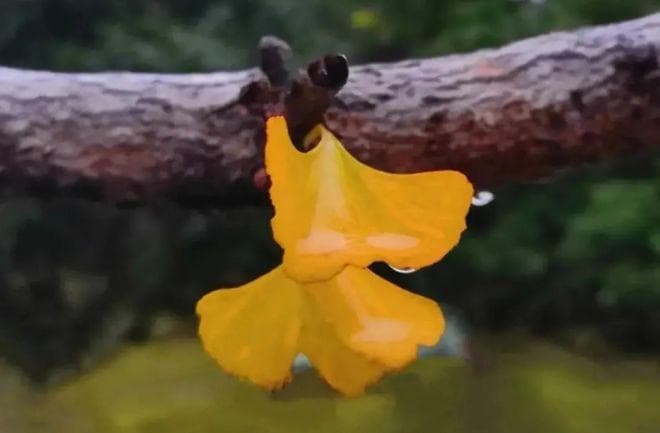冬雨如诗如画，有关冬雨的诗词，为冬季画卷增添了一份灵动与美丽