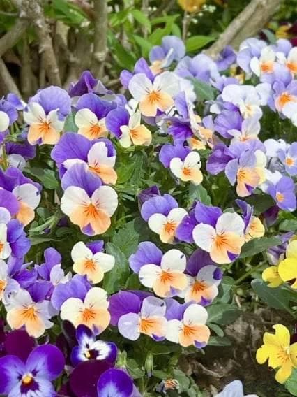 超耐寒的6种花，零下15℃也冻不死，冬天再也不用搬进屋啦！