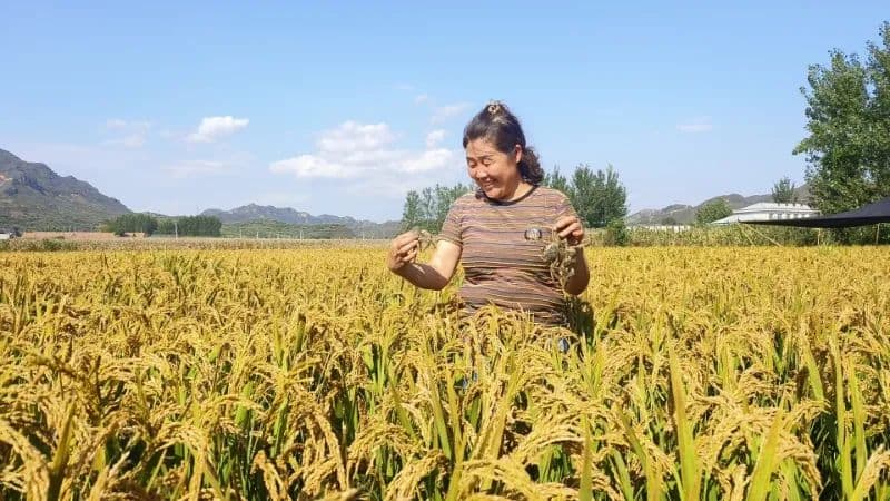 稻谷香，螃蟹肥！蟹稻共生基地里，鲜美的味道正在缓缓酝酿