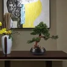 中华蚊母的养殖方法和注意事项（养蚊母树盆景的知识点）