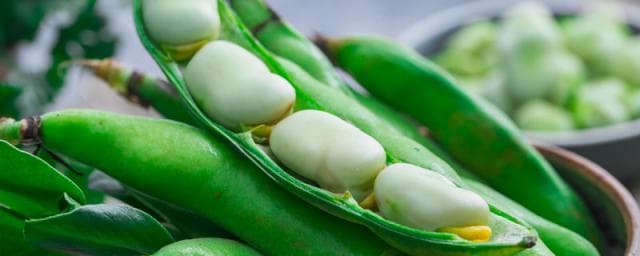 蚕豆种植方法：从播种到收获的全程指南