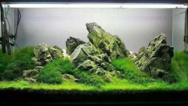 绿菊水草养殖全攻略：从扦插到日常养护