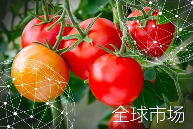 全球市场报告：番茄