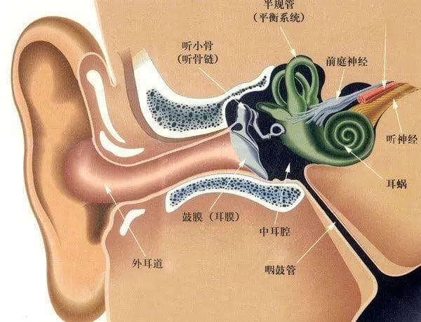 前庭性眩晕科普知识