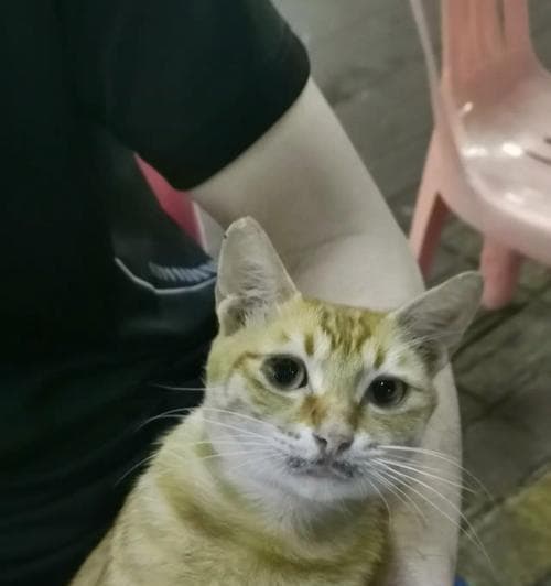 小猫的胡子有什么用？它们在日常生活中扮演什么角色？