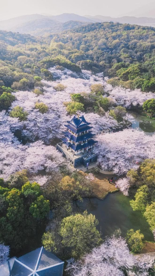 全无锡人都在等！2025年樱花花期预报来了