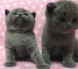 公猫能认出自家幼崽吗？