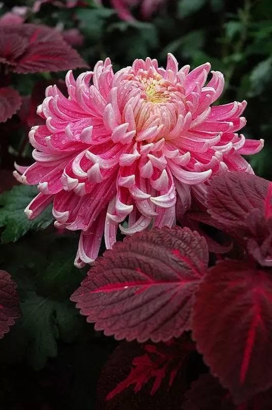 菊花如何种植？菊花什么时间种 菊花的种植时间及高产种植技术