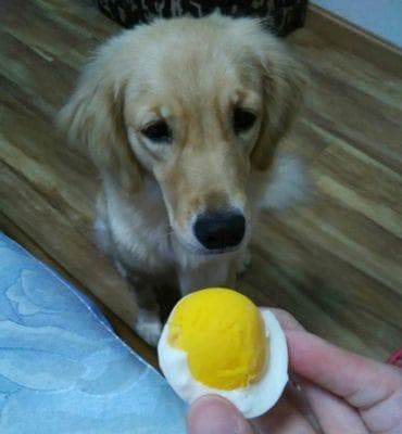 狗狗能吃鸡蛋黄吗？全面解析狗狗食用鸡蛋黄的利弊与注意事项