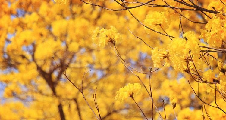 黄花风铃木的花语：希望、友谊与繁荣的象征