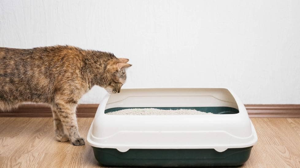 不再忍受臭味：跟随这些步骤，享受清新如新的猫砂盆！