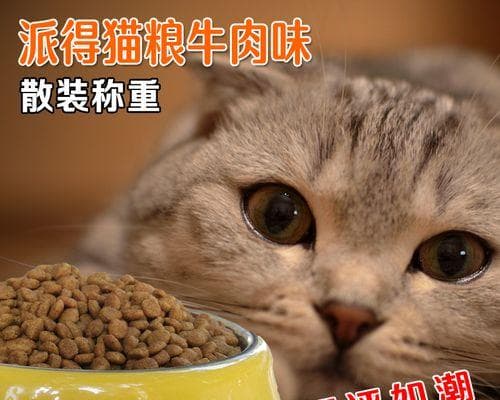如何训练小猫成为听话宠物（从基础技能到高级训练）