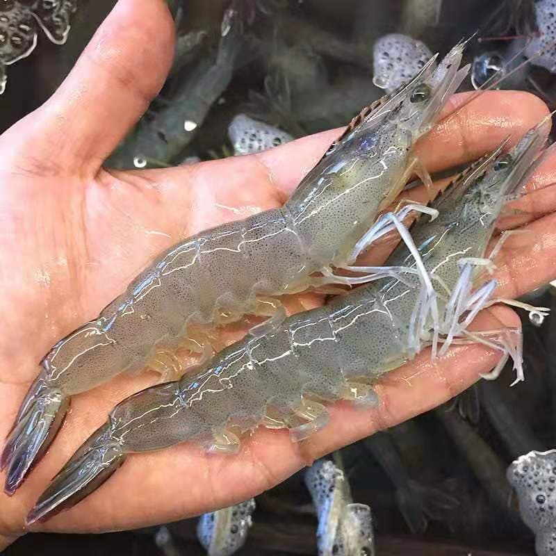 南美白对虾软壳病：成因、危害与防治全解析