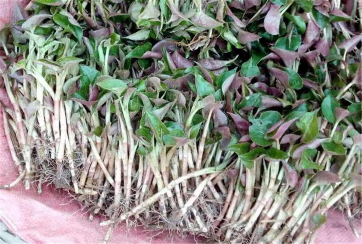 中医治疗高尿酸血症：常用草药与方剂详解