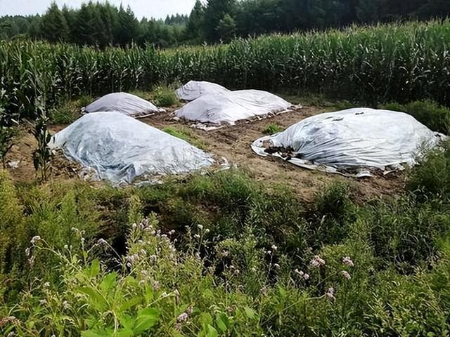 “粪水浇菜”延续千年！专家：用粪水浇种的蔬菜不能吃，这是为啥
