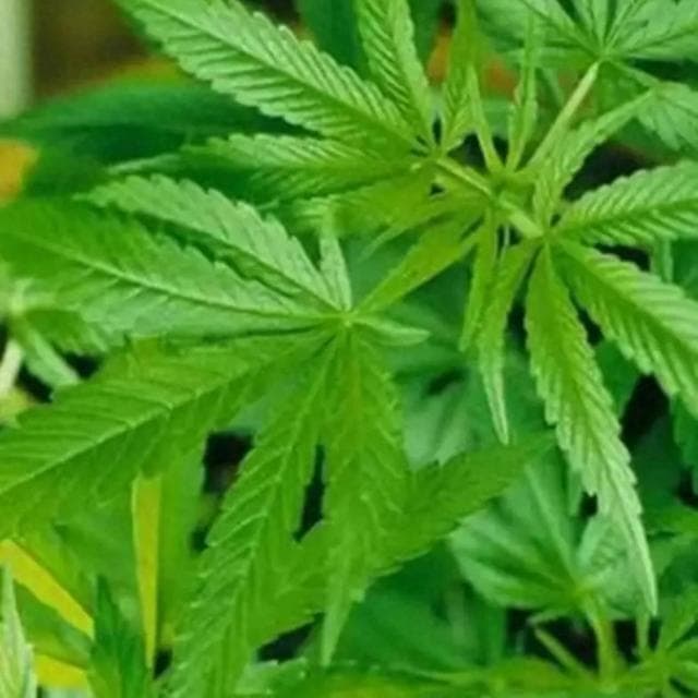 火麻仁：润肠通便的中药瑰宝