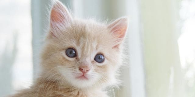 猫咪尾巴抖动之谜：解读猫咪尾巴语言的深层含义